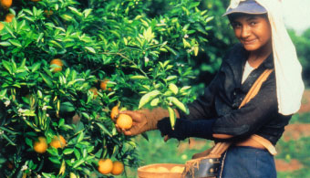 Picking oranges