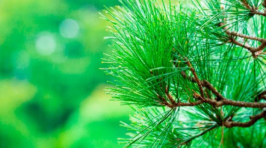 ウッドプロセス