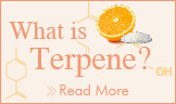 What is Terpene?