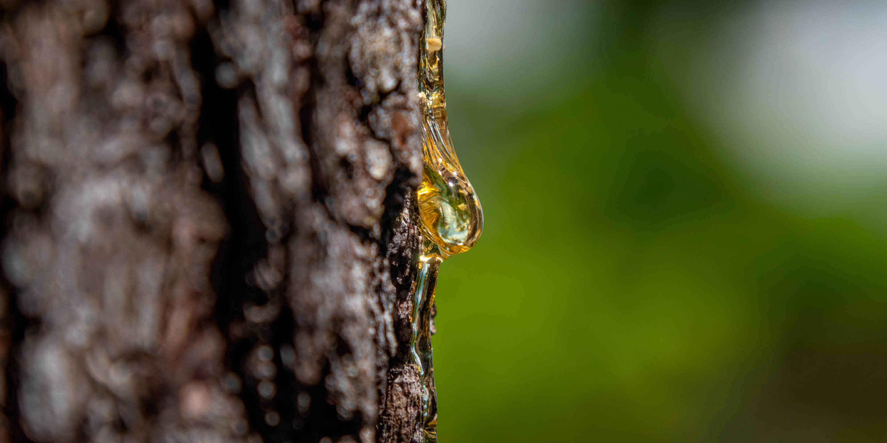 「テルペン」で持続可能な未来をつくる。