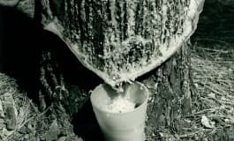 樹液を採集する様子