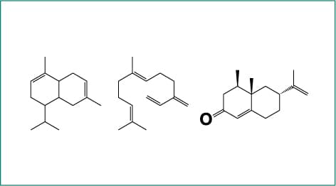 セスキテルペノイド（炭素数１５：イソプレン３個）